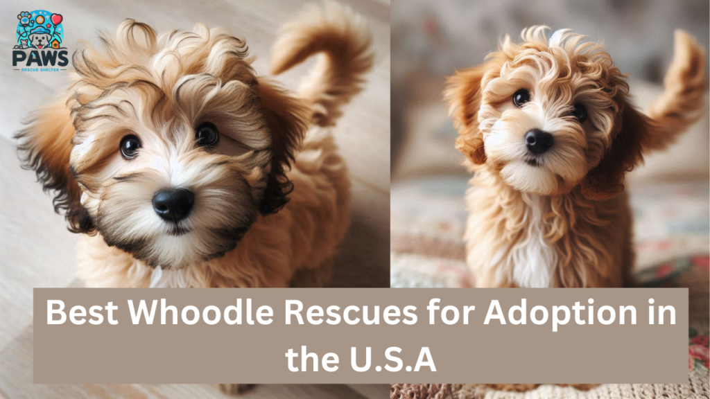 Best Whoodle Rescues For Adoption in the USA