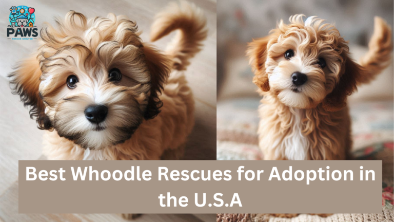 7 Best Whoodle Rescues For Adoption in the USA [2024]