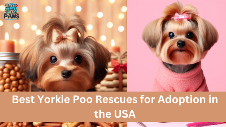 7 Best Yorkie Poo Rescues for Adoption in the USA [2024]