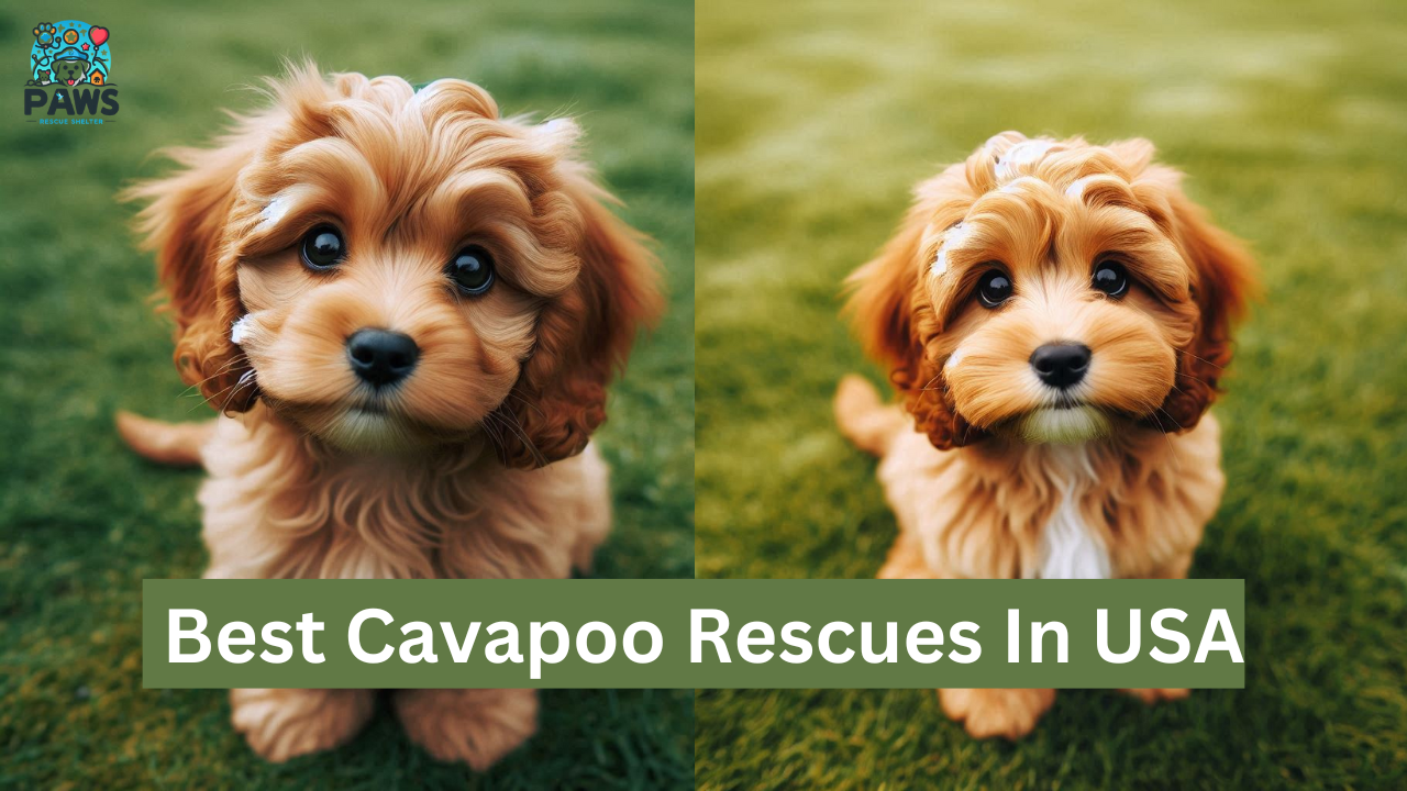 Rescue fashion cavapoo