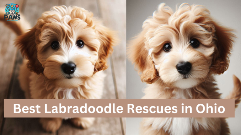 7 Best Labradoodle Rescues in Ohio [2024]