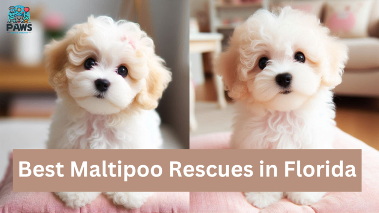 7 Best Maltipoo Rescues in Florida [2024]