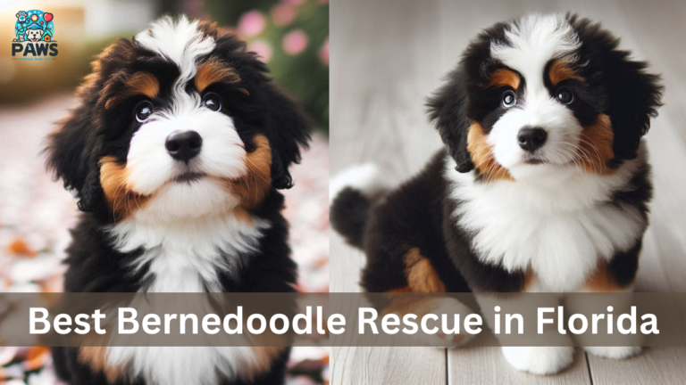 5 Best Bernedoodle Rescue in Florida [2024]